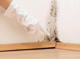 Best Black Mold Removal  in Muscoy, CA